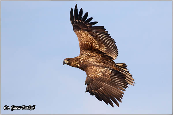 077_white-tailed_eagle.jpg - White-tailed eagle,  Haliaeetus albicilla, Orao belorepan, Mesto - Location: Suboticke sume, Serbia
