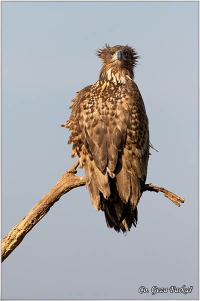 080_white-tailed_eagle.jpg - White-tailed eagle,  Haliaeetus albicilla, Orao belorepan, Mesto - Location: Suboticke sume, Serbia
