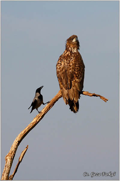 081_white-tailed_eagle.jpg - White-tailed eagle,  Haliaeetus albicilla, Orao belorepan, Mesto - Location: Suboticke sume, Serbia
