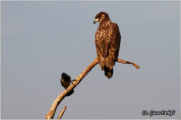 082_white-tailed_eagle.jpg - White-tailed eagle,  Haliaeetus albicilla, Orao belorepan, Mesto - Location: Suboticke sume, Serbia