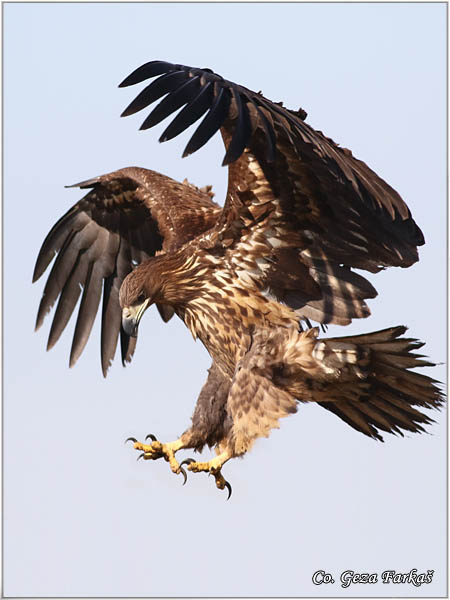 086_white-tailed_eagle.jpg - White-tailed eagle,  Haliaeetus albicilla, Orao belorepan, Mesto - Location: Suboticke sume, Serbia