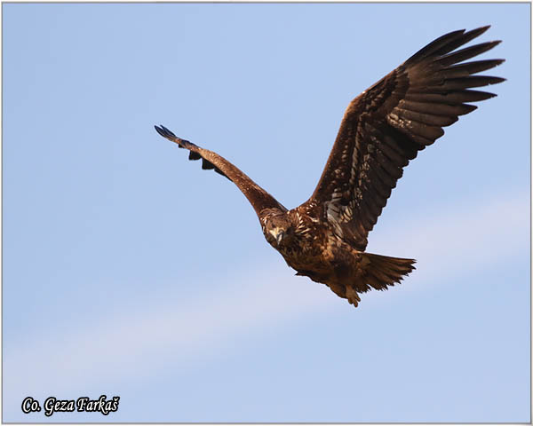 087_white-tailed_eagle.jpg - White-tailed eagle,  Haliaeetus albicilla, Orao belorepan, Mesto - Location: Suboticke sume, Serbia