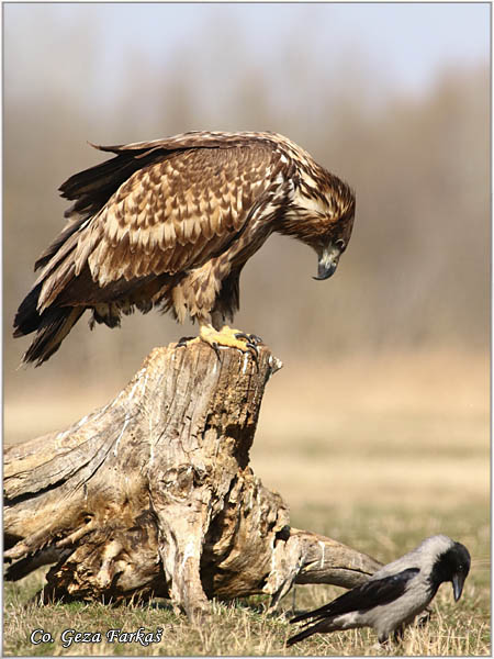 088_white-tailed_eagle.jpg - White-tailed eagle,  Haliaeetus albicilla, Orao belorepan, Mesto - Location: Suboticke sume, Serbia