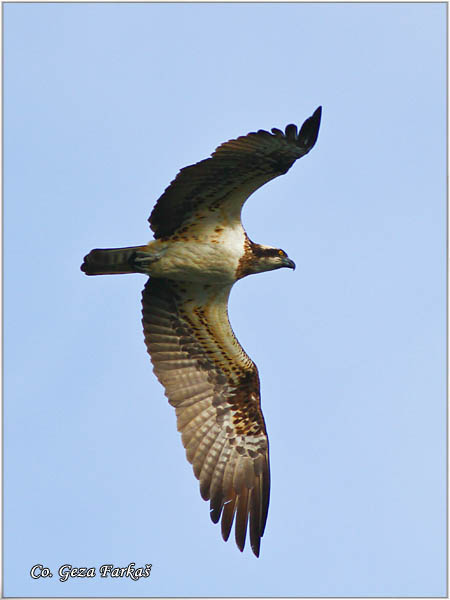 130_osprey.jpg - Osprey, Pandeon haliaetus, Orao ribar, Mesto -  Location: Dubovac, Serbia