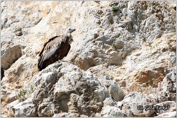 159_griffon_vulture.jpg - Griffon Vulture, Gyps fulvus