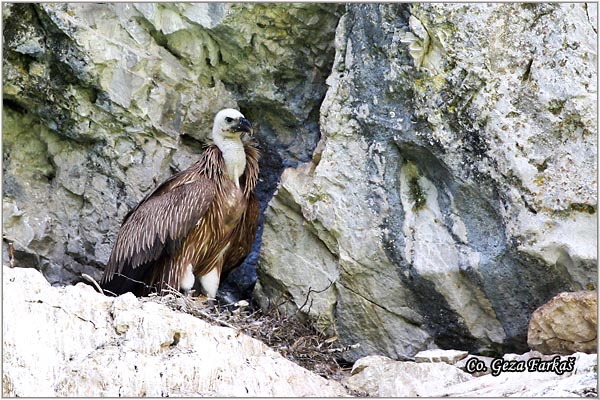 160_griffon_vulture.jpg - Griffon Vulture, Gyps fulvus