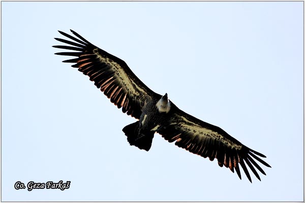 161_griffon_vulture.jpg - Griffon Vulture, Gyps fulvus