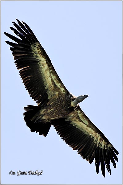 162_griffon_vulture.jpg - Griffon Vulture, Gyps fulvus
