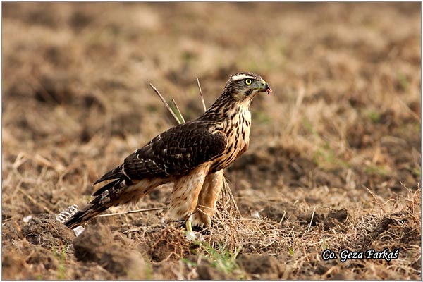 190_goshawk.jpg - Goshawk, Accipiter gentilis