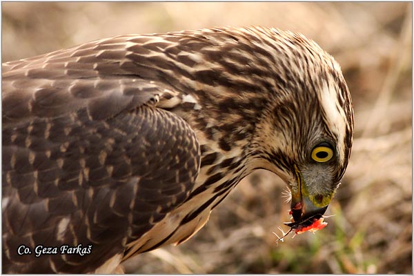 191_goshawk.jpg - Goshawk, Accipiter gentilis