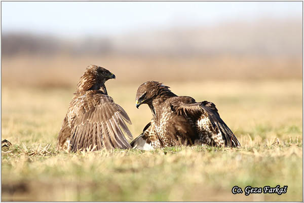 200_buzzard.jpg - Buzzard,  Buteo buteo, Miar, Mesto - Location:  Subotica, Serbia