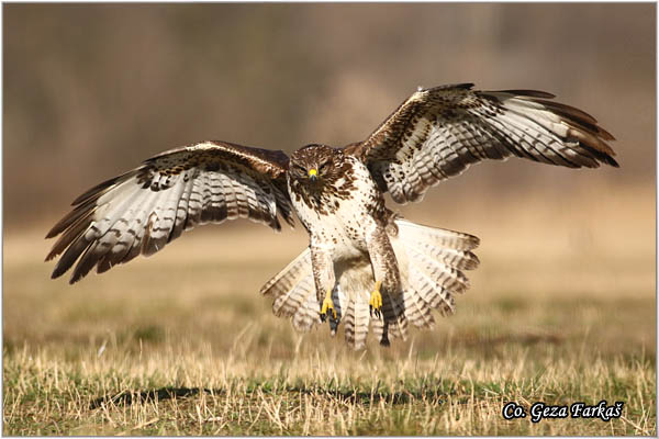 201_buzzard.jpg - Buzzard,  Buteo buteo, Miar, Mesto - Location:  Subotica, Serbia