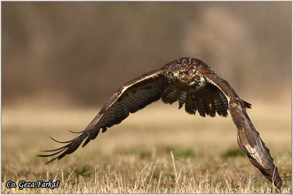 202_buzzard.jpg - Buzzard,  Buteo buteo, Miar, Mesto - Location:  Subotica, Serbia