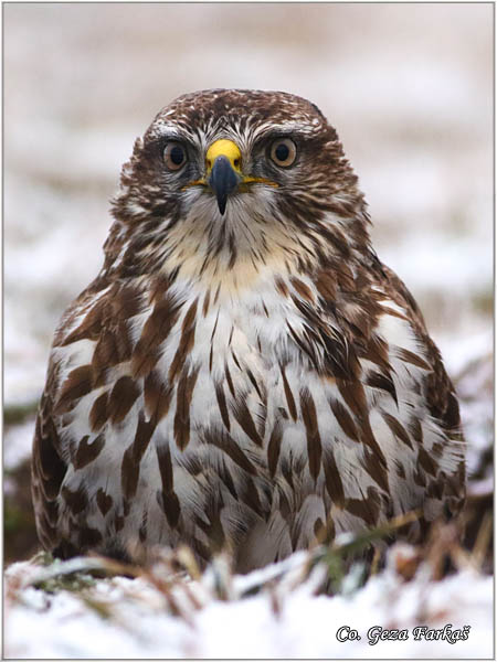 203_buzzard.jpg - Buzzard,  Buteo buteo, Miar, Mesto - Location:  Subotica, Serbia