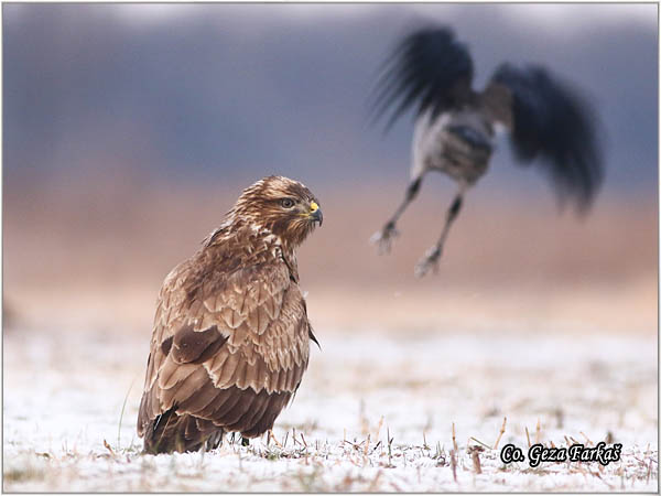 204_buzzard.jpg - Buzzard,  Buteo buteo, Miar, Mesto - Location:  Subotica, Serbia