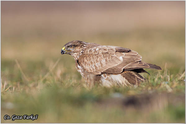 205_buzzard.jpg - Buzzard,  Buteo buteo, Miar, Mesto - Location:  Subotica, Serbia