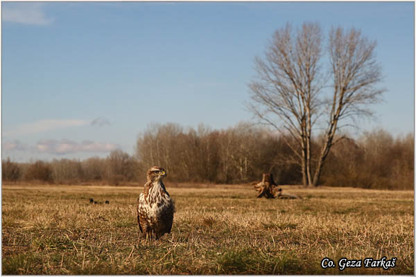 206_buzzard.jpg - Buzzard,  Buteo buteo, Miar, Mesto - Location:  Subotica, Serbia