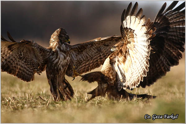 207_buzzard.jpg - Buzzard,  Buteo buteo, Miar, Mesto - Location:  Subotica, Serbia