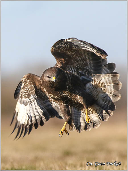 208_buzzard.jpg - Southern Festoon, Zerynthia polyxena, Uskrnji leptir, Location: Stara planina, Serbia