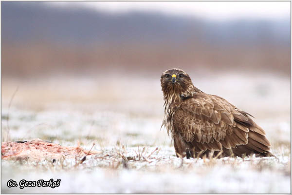 209_buzzard.jpg - Buzzard,  Buteo buteo, Miar, Mesto - Location:  Subotica, Serbia