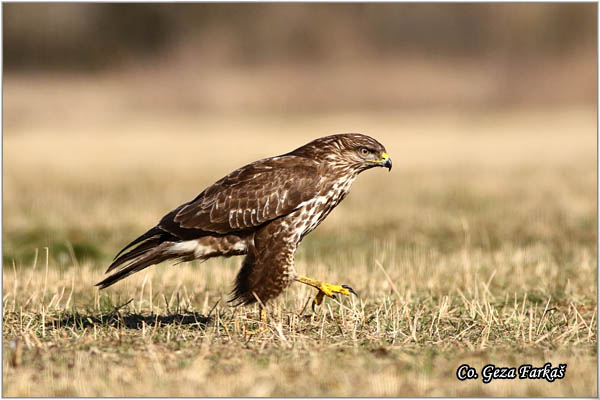 210_buzzard.jpg - Buzzard,  Buteo buteo, Miar, Mesto - Location:  Subotica, Serbia