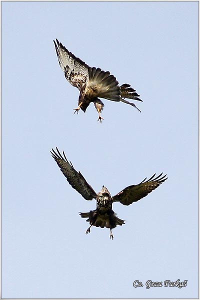 239_buzzard.jpg - Buzzard,  Buteo buteo, Miar, Mesto - Location: Fruka gora, Serbia