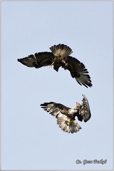 240_buzzard.jpg - Buzzard,  Buteo buteo