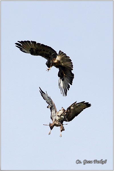 241_buzzard.jpg - Buzzard,  Buteo buteo