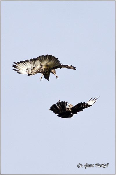 242_buzzard.jpg - Buzzard,  Buteo buteo