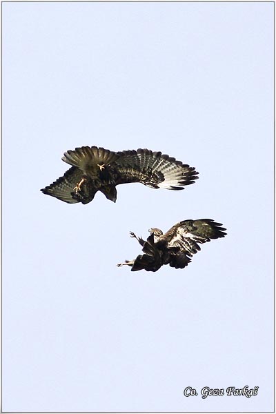 243_buzzard.jpg - Buzzard,  Buteo buteo