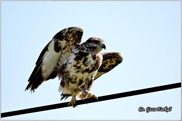 244_buzzard.jpg - Buzzard,  Buteo buteo, Misar, Mesto - Location: Vilovo, Serbia