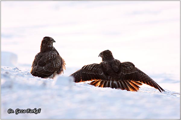 245_buzzard.jpg - Buzzard,  Buteo buteo, Miar, Location - mesto, Koviljski rit, Serbia