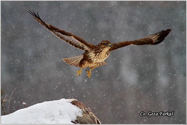 246_buzzard.jpg - Buzzard,  Buteo buteo, Misar, Mesto - Location: Fruska Gora, Serbia