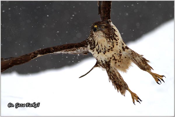 247_buzzard.jpg - Buzzard,  Buteo buteo, Misar, Mesto - Location: Fruska Gora, Serbia