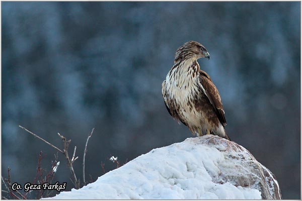 248_buzzard.jpg - Buzzard,  Buteo buteo, Misar, Mesto - Location: Fruska Gora, Serbia