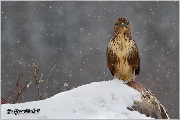 249_buzzard.jpg - Buzzard,  Buteo buteo, Misar, Mesto - Location: Fruska Gora, Serbia