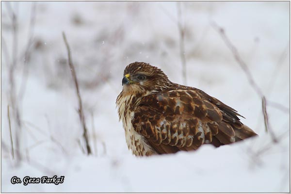 250_buzzard.jpg - Buzzard,  Buteo buteo, Misar, Mesto - Location: Fruska Gora, Serbia