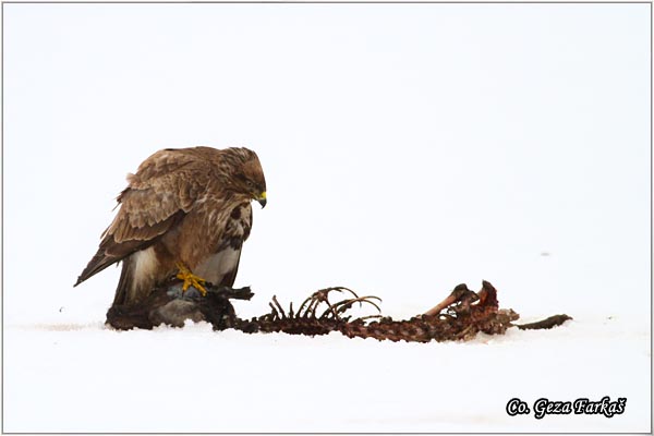 251_buzzard.jpg - Buzzard,  Buteo buteo, Misar,  Mesto - Location: Slano kopovo, Serbia