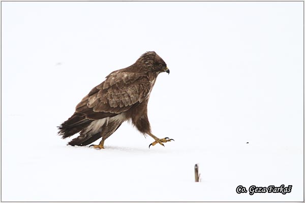 252_buzzard.jpg - Buzzard,  Buteo buteo, Misar,  Mesto - Location: Slano kopovo, Serbia