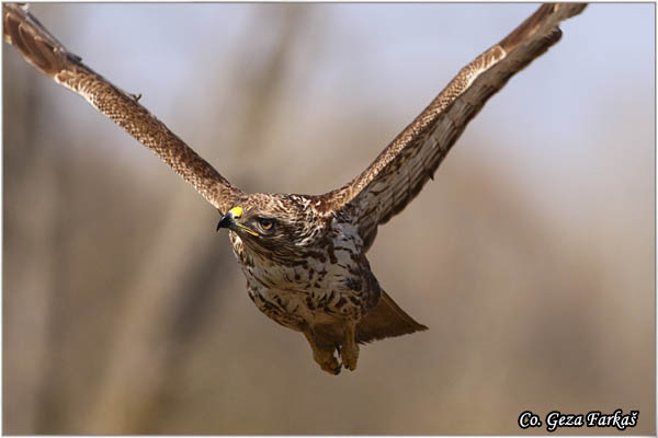 253_buzzard.jpg - Buzzard,  Buteo buteo, Miar, Mesto - Location:  Subotica, Serbia