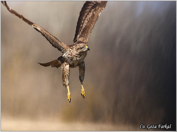 254_buzzard.jpg - Buzzard,  Buteo buteo, Miar, Mesto - Location:  Subotica, Serbia