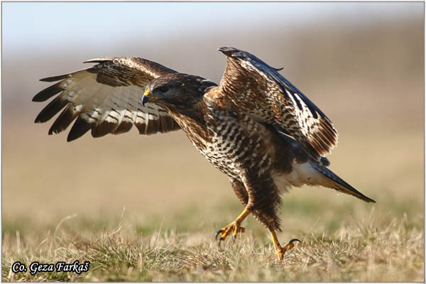 255_buzzard.jpg - Buzzard,  Buteo buteo, Miar, Mesto - Location:  Subotica, Serbia