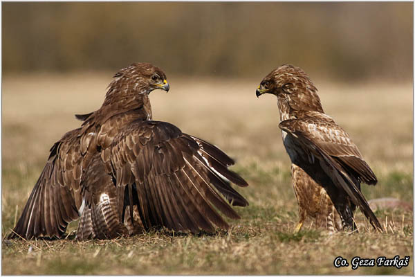 256_buzzard.jpg - Buzzard,  Buteo buteo, Miar, Mesto - Location:  Subotica, Serbia