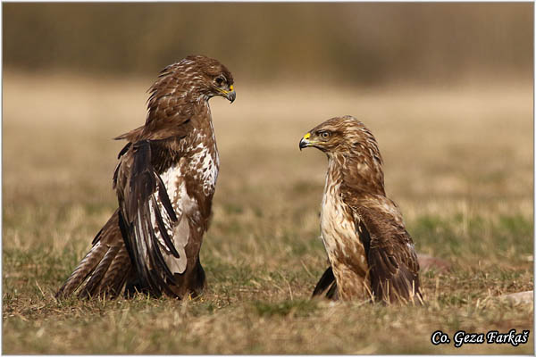 257_buzzard.jpg - Buzzard,  Buteo buteo, Miar, Mesto - Location:  Subotica, Serbia