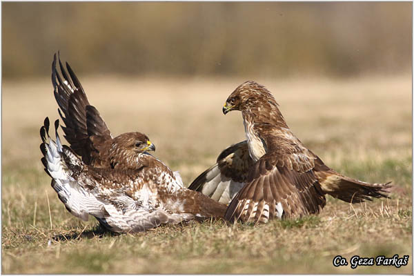 258_buzzard.jpg - Buzzard,  Buteo buteo, Miar, Mesto - Location:  Subotica, Serbia