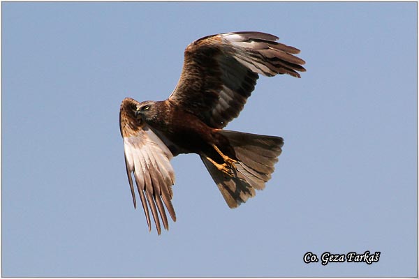 300_marsh_harrier.jpg - Marsh Harrier,  Circus aeruginosus, Eja moèvarica, Location - Mesto, Jegrièka, Serbia