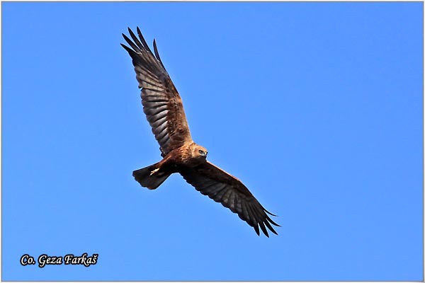 301_marsh_harrier.jpg - Marsh Harrier,  Circus aeruginosus, Eja moèvarica, Location - Mesto, Jegrièka, Serbia