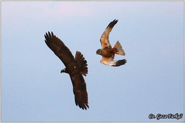 302_marsh_harrier.jpg - Marsh Harrier,  Circus aeruginosus, Eja moèvarica, Location - Mesto, Koviljski rit, Serbia