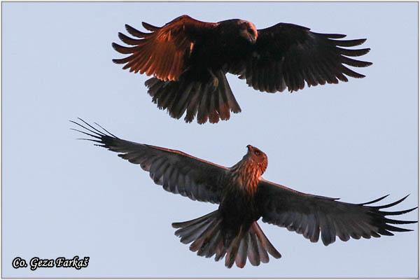 303_marsh_harrier.jpg - Marsh Harrier,  Circus aeruginosus, Eja moèvarica, Location - Mesto, Koviljski rit, Serbia