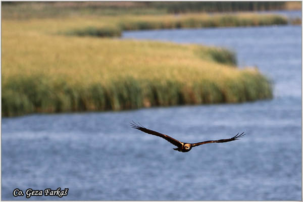 304_marsh_harrier.jpg - Marsh Harrier,  Circus aeruginosus, Eja moèvarica, Location - Mesto, Becej, Serbia